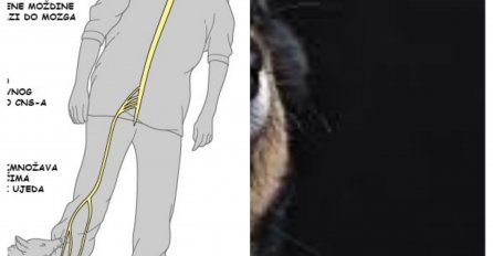 NADLEŽNI UPOZORAVAJU: Pojavilo se BJESNILO, evo šta morate znati o ovoj zaraznoj bolesti