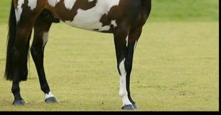 VIDITE LI ŠTA JE ČUDNO NA OVOJ SLICI? Valjat ćete se od smijeha kad skontate