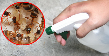 PROVJERENO! Riješite se mrava uz pomoć ZAČINA koji svi imate u kuhinji! Samo naspite okolo i pobjeći će glavom bez obzira