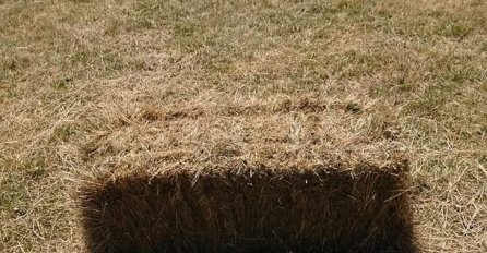 GLAVA ĆE VAS ZABOLJETI: Vidite li šta je čudno na ovoj slici? MNOGI NISU SKONTALI