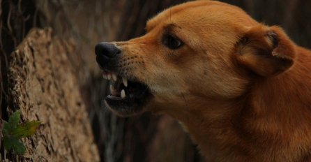 HOĆE LI NAS IŠTA ZAOBIĆI?! U BiH se nakon šest godina pojavilo smrtonosno bjesnilo