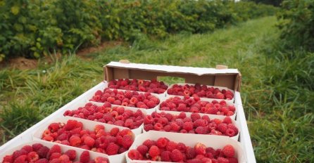 REKORDNA OTKUPNA CIJENA MALINA: Evo koliko će ove godine koštati kilogram "crvenog zlata"!