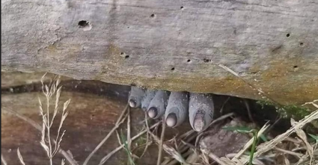 FOTOGRAFIJA IZ ŠUME UPLAŠILA JE SVE: Kad su došli bliže bili su zbunjeni, ZNATE LI O ČEMU SE RADI?