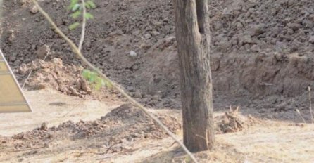 OKO SOKOLOVO: Vidite li leoparda na slici?