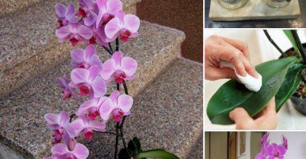 OVAJ NAPITAK ORHIDEJA VOLI VIŠE OD VODE: Trik kako da vam CVJETAJU KAO LUDE
