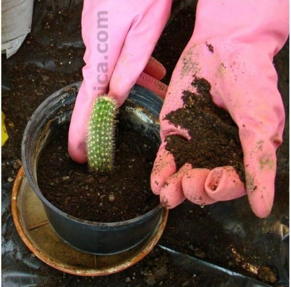 105372377-679274379344794-1366846262668333514-n