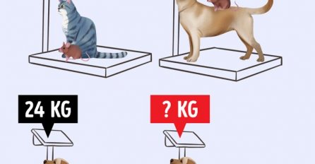 KOLIKO SU TEŠKI ZAJEDNO? Čak 95% ljudi pogrešno odgovori
