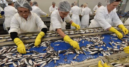 NOVI KLASTER Zatvoren pogon za preradu ribe u Stocu, tri uposlenika zaražena