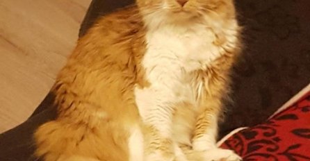 VIDITE LI IŠTA ČUDNO NA OVOJ SLICI: Kad primijetite SAMO 1 DETALJ, ZAPREPASTIT ĆETE SE