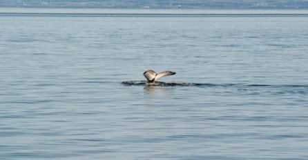STRAHOTA, LJUDI BJEŽALI IZ MORA GLAVOM BEZ OBZIRA: Kad su ugledali šta se dešava NOGE IM SE ODSJEKLE