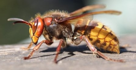 NAJEZDA JE STRŠLJENA, AKO VAS UJEDE OVO MORATE ZNATI: Odmah uradite jednu stvar