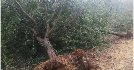 STRAHOVITO NEVRIJEME, OLUJA POČUPALA STABLA IZ KORIJENA: Mještani prestravljeni, KATASTROFA KAKVA SE NE PAMTI