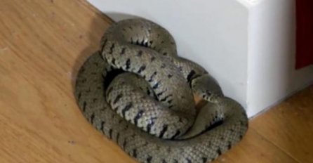 UŽAS U SRBIJI, "DOK SAM RAZGOVARAO TELEFONOM, ZAPAZIO SAM JE": Zmija duža od metra u sobi, EVO ZAŠTO JE UŠLA