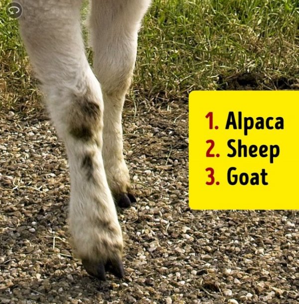 116263038-1275127932850165-5437702156769670450-n