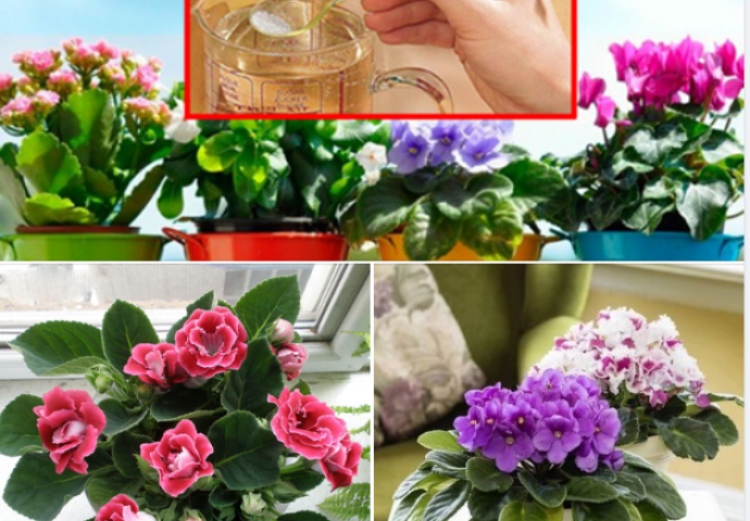 NE IZNOSITE CVIJEĆE NA TERASU PRIJE OVOG DATUMA! Stručnjak za cvijeće Ada Stolić OTKRIVA: Nikako ne pravite ove 3 greške sa sobnim biljkama, uništićete ih!