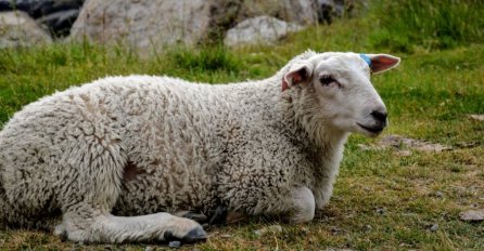 ŠTA je propisno uraditi SA KURBANSKIM KOSTIMA? Da li ih možemo dati mačkama i psima ili ih moramo zakopati?