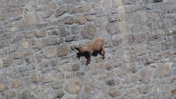 ove-vrste-koza-nazivaju-se-alpski-kozorog-i-imaju-veoma-razvijenu-vestinu-penjanja-penju-se-po-8