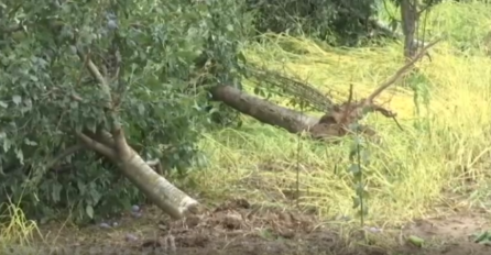 NEZAPAMĆENO NEVRIJEME ČUPALO STABLO IZ ZEMLJE: Za 10 minuta sve uništeno, KATASTROFA