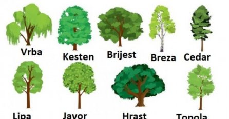 IZABERI JEDNO DRVO I REĆI ĆEMO TI KAKVA ĆE TI BITI SLJEDEĆA GODINA: Ako ste izabrali OVO DRVO, CRNO VAM SE PIŠE 