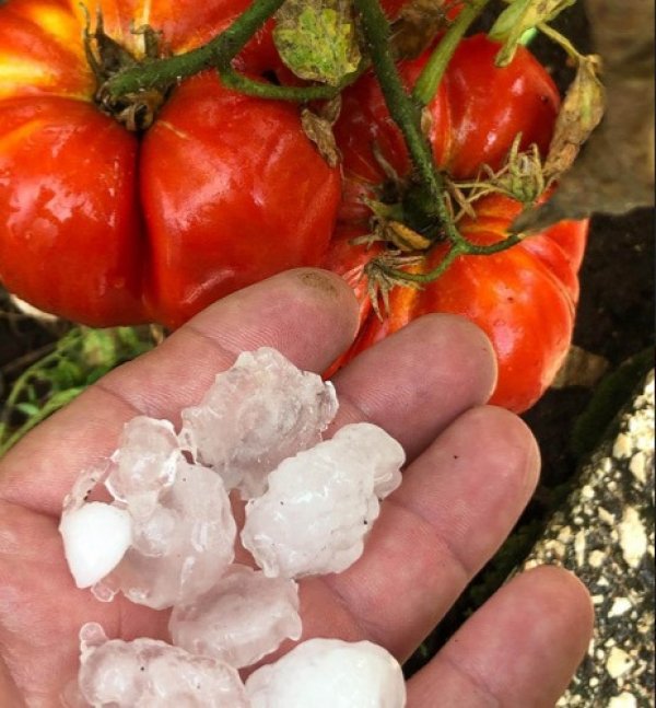 117787964-624806831427439-3842799310235128147-n