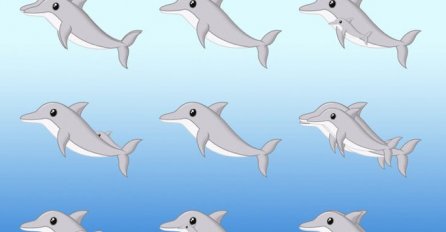 KOLIKO DELFINA VIDITE NA SLICI, KLADIMO SE DA NEĆETE NIKAD POGODITI: Provjerite imate li OKO SOKOLOVO!