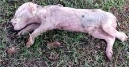 Jeziva scena zatekla sve vjernike: Mrtva svinja bačena u harem Gradske džamije u Bratuncu