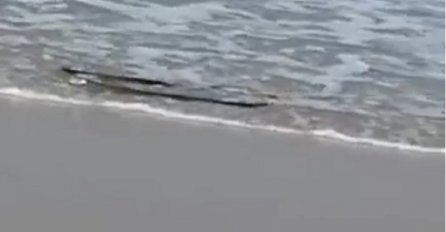 KUPAČI BJEŽALI IZ VODE, PRESTRAVILI SE KAD SU VIDJELI ŠTA JE DOPLIVALO NA PLAŽU: Spašavali živu glavu! (VIDEO)