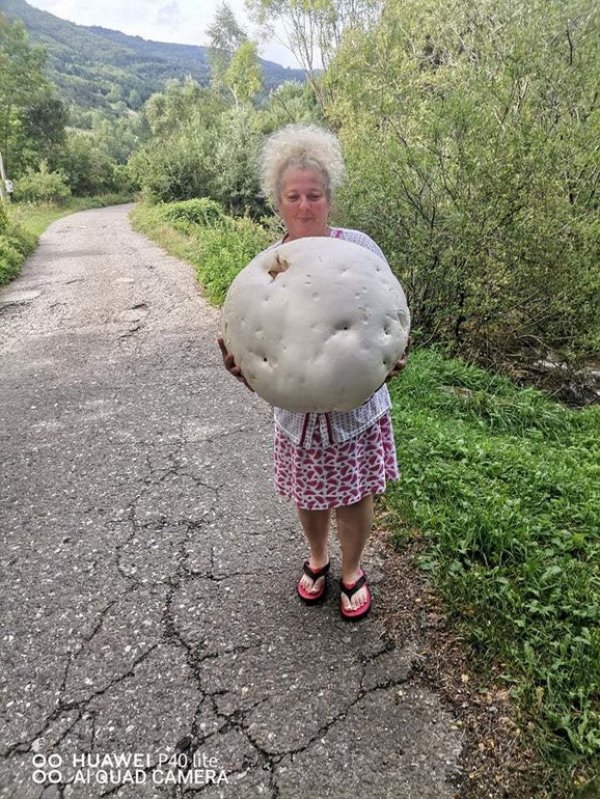 118145151-315399816190362-6371032112811193229-n