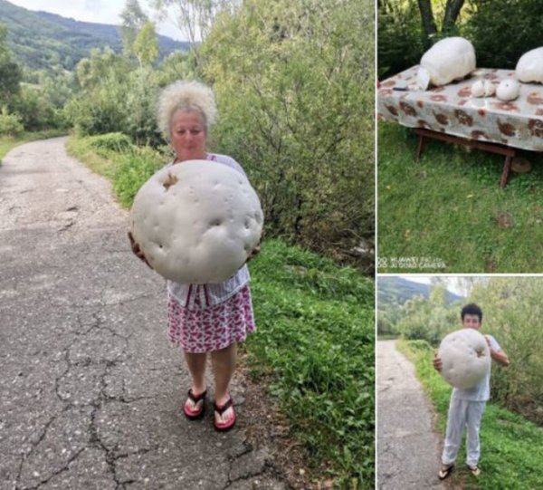 118275049-226454752111583-1682939697249402835-n