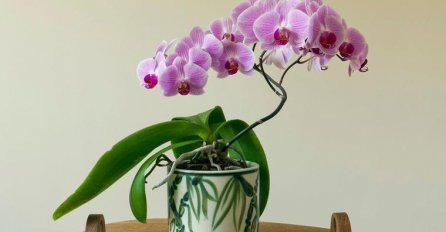 ŠTA KADA ORHIDEJI OTPADNU CVJETOVI? Evo kako da ponovo procvjeta: 4 TRIKA KOJA TREBATE ZNATI