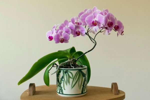 orhideja-biljka
