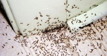 MRAVI ĆE POBJEĆI IZ VAŠE KUĆE ZA 2 SEKUNDE: Pomiješajte ove sastojke i SPASITE SE OD MALIH NAPASTI, TRIK KOJI SIGURNO RADI!