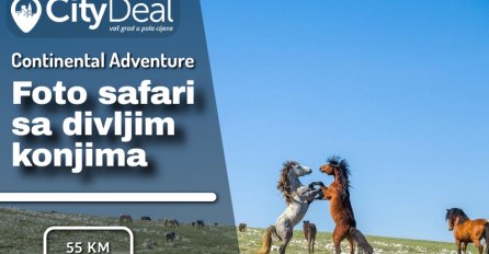 Foto safari sa divljim konjima: Jedinstvena avantura vodi vas na planinu Cincar gdje živi više od 700 divljih konja!