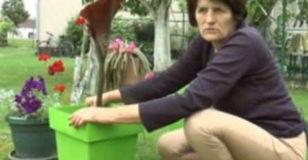 ŽENA IZ SRBIJE NA PIJACI KUPILA SADNICU ZA 50 EURA: Kada je procvjetala doživjela je ŠOK, UMJESTO MIRISA EVO ŠTA JE DOBILA (FOTO)