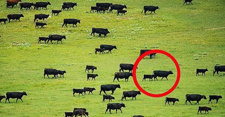 VIDITE LI ŠTA SE DOGAĐA NA OVOJ SLICI? Uhvatit ćete se za glavu kad shvatite