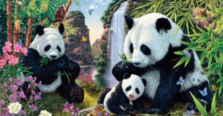 NA PRVI POGLED DJELUJE JEDNOSTAVNO: Na ovoj fotografiji trebate naći 15 pandi TESTIRAJTE SVOJ UM 