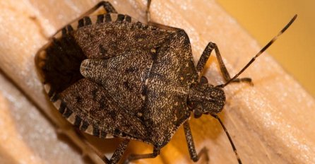 OVO UNIŠTAVA SMRDIBUBE, TREBAJU VAM SAMO 3 SASTOJKA: Napadaju kuće, evo kako DA IH SE ZAUVIJEK RIJEŠITE