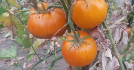 EVO KAKO OPORAVITI LIŠĆE PARADAJZA KOJE JE POČELO DA ŽUTI: Baštovani otkrili trik koji će sigurno pomoći