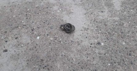 PORODICA SE VRATILA KUĆI I ZATEKLA LEGLO ZMIJA, EVO GDJE SU SE KRILE: "Ne znamo gdje su mama i tata"