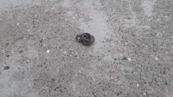 ruski-krstur-zmija-830x0