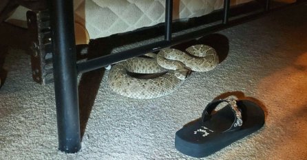BRAČNI PAR PRONAŠAO ZMIJU ZVEČARKU ISPOD KREVETA! EVO ZAŠTO JE UŠLA: Upozorenje svima, NIKAKO OVO NE RADITE