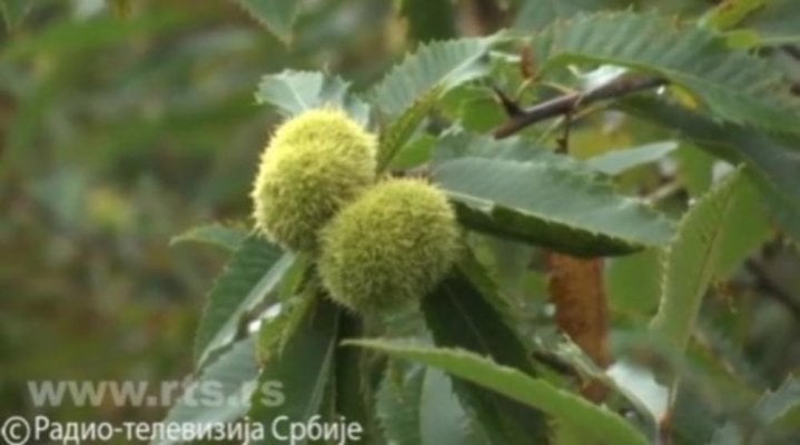 823199-26159-2340155didesekulicfootrtspt5ff-iff-ff