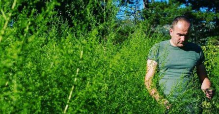 DW: Lijek protiv korone raste u Hercegovini?