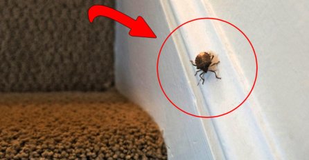 SRPSKI STRUČNJAK OTKRIVA TRIK KAKO DA SE RIJEŠITE SMRDIBUBA: Postoji NAMIRNICA koju ovi insekti NE PODNOSE!