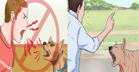 JAKO VAŽNO DA ZNAMO : Evo kako treba da se ponašate ako naiđete na psa ili čopor lutalica