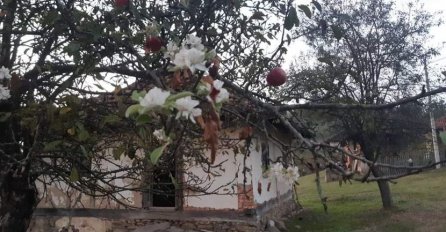 U OKTOBRU JABUKA PROCVJETALA, MJEŠTANI KAŽU DA JE TO LOŠ ZNAK: Evo kakva nas zima čeka, SAD JE KASNO