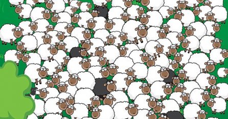 OVCE SVI VIDITE, ALI DA LI VIDITE JOŠ JEDNU SKRIVENU ŽIVOTINJU: Dobro se sakrila, SAMO GENIJALCI ĆE USPJETI DA JE PRONAĐU!