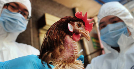 PRIJETI NAM NOVA PANDEMIJA Južna Koreja potvrdila drugi slučaj PTIČJEG GRIPA za tri dana