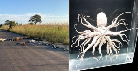 MAJKA PRIRODA JE ČUDESNA, OVIH 12 SLIKA JE DOKAZ: A tek da vidite broj 8  TRLJAT ĆETE OČI