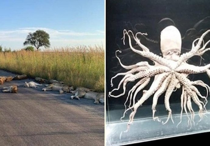 MAJKA PRIRODA JE ČUDESNA, OVIH 12 SLIKA JE DOKAZ: A tek da vidite broj 8  TRLJAT ĆETE OČI